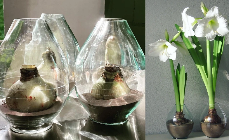 Event-Image for 'Amaryllis-Zwiebel im Glas'