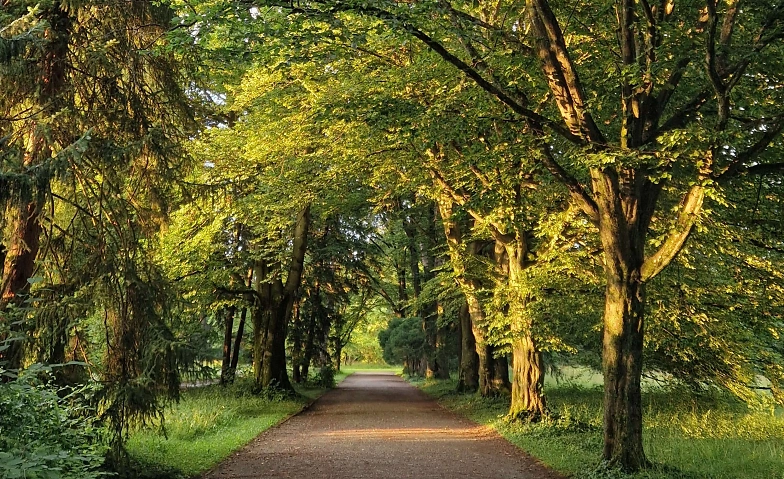 Event-Image for 'Shinrin Yoku / Waldbaden im Park Sihlfeld'