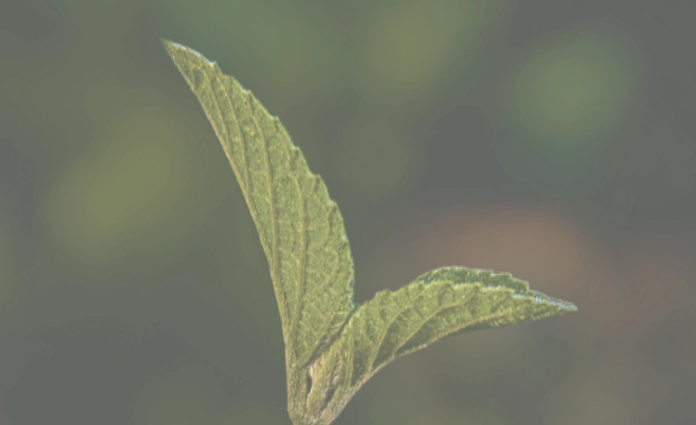 Event-Image for 'Zwischen Himmel und Erde -Chorwerke rund um die Natur'