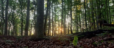 Event-Image for 'Bain de forêt – Reconnexion avec son âme d’enfant'