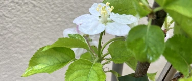 Event-Image for 'ACSSZ Horticultural Therap'
