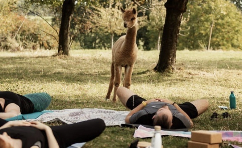 Yoga inmitten Alpakas Weisslingen Billets