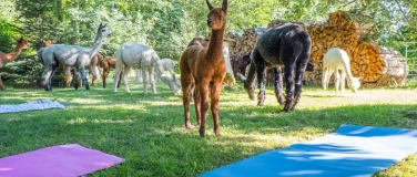 Event-Image for 'Yoga inmitten Alpakas im Emmental'