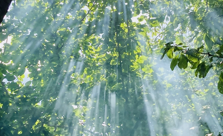 Achtsamer Silentwalk am Abend - Be touched by Nature Billets