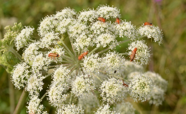 Insektenkundliche Führung mit Schwerpunkt Käfer