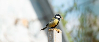 Event-Image for 'Tag der Biodiversität in der Umwelt Arena'