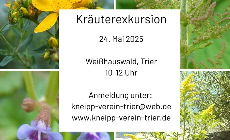 Kräuterexkursion im Weißhauswald
