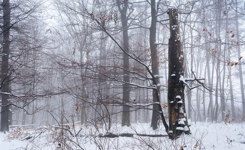 WWF-Erlebnistour "Schläft der Wald im Winter?"