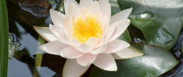 Event-Image for 'Rhythmus Meditation - Lebenskraft und Rhythmus'