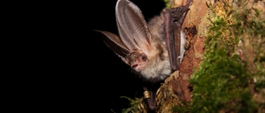 Event-Image for 'Fliegende Verbündete: Naturschutz für Vögel und Fledermäuse'