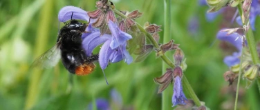 Event-Image for 'Biodiversität im Garten: Fürung mit Yasemin Kurtogullari'