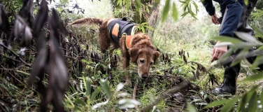 Event-Image for 'Hunde - unsere treuen Begleiter und Helfer'