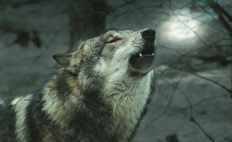 Wolfswanderung in der Dämmerung